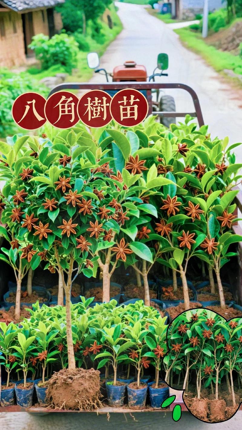 8月适合种什么树?这份夏季种植指南请收好 三、8月种树的成活要点总结