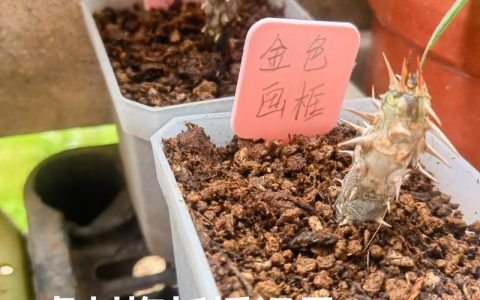 刺梅（虎刺梅）扦插繁殖全攻略：成活率100%的精准操作方法