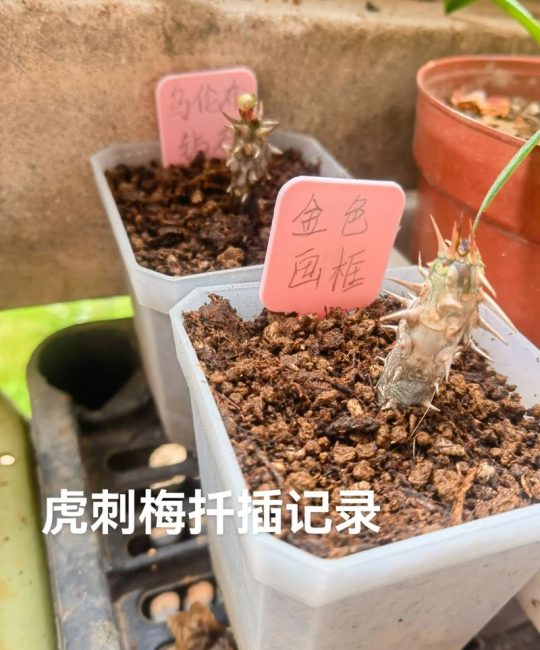 刺梅（虎刺梅）扦插繁殖全攻略：成活率100%的精准操作方法