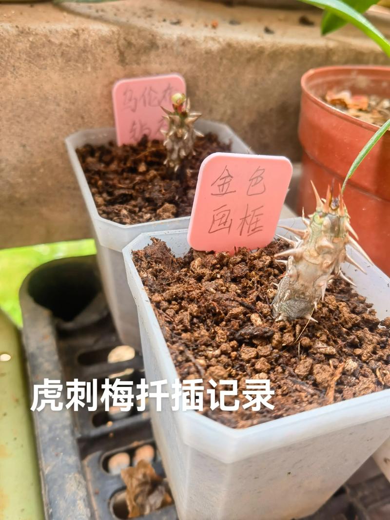 刺梅（虎刺梅）扦插繁殖全攻略：成活率100%的精准操作方法