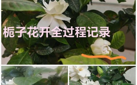 栀子花怎么催开花？5个关键步骤让花苞满盆、花期更长