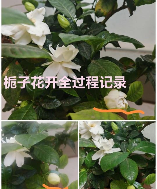 栀子花怎么催开花？5个关键步骤让花苞满盆、花期更长