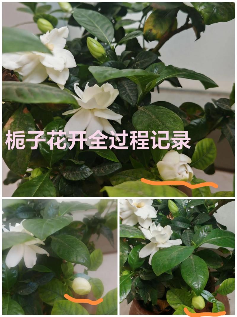 栀子花怎么催开花?5个关键步骤让花苞满盆、花期更长 栀子花怎么催开花?5个关键步骤让花苞满盆、花期更长