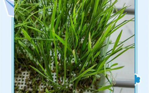 猫草水培种植全攻略：无需土壤的快速培育指南