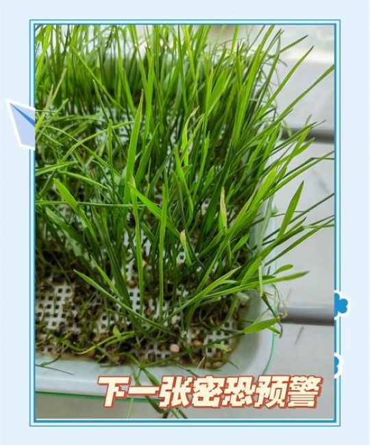 猫草水培种植全攻略：无需土壤的快速培育指南