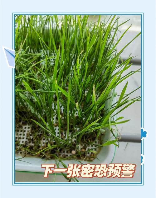 猫草水培种植全攻略：无需土壤的快速培育指南
