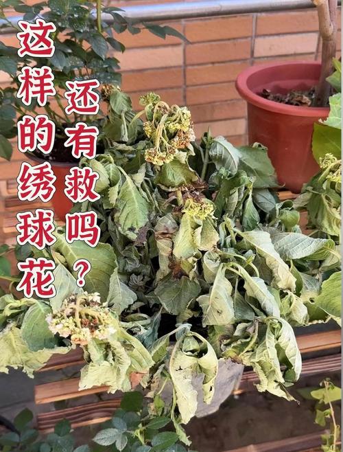 三、施肥不当：薄肥勤施，宁少勿多