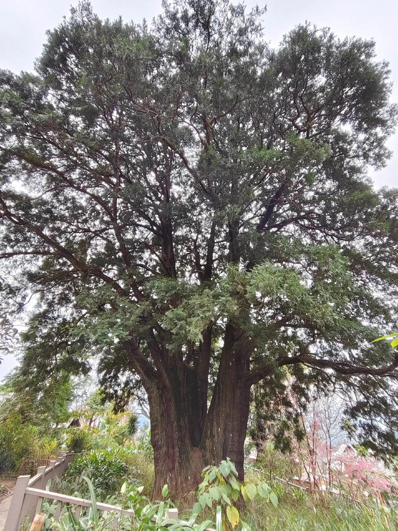 大柏树多少钱一棵?2025年最新价格参考与影响因素分析 三、季节:价格波动的周期规律