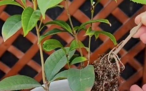 桂花冬天需要剪枝吗？全面养护指南