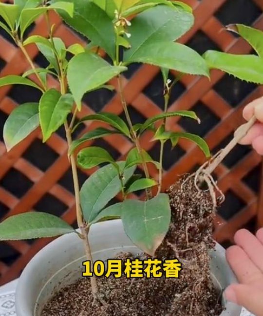 桂花冬天需要剪枝吗？全面养护指南