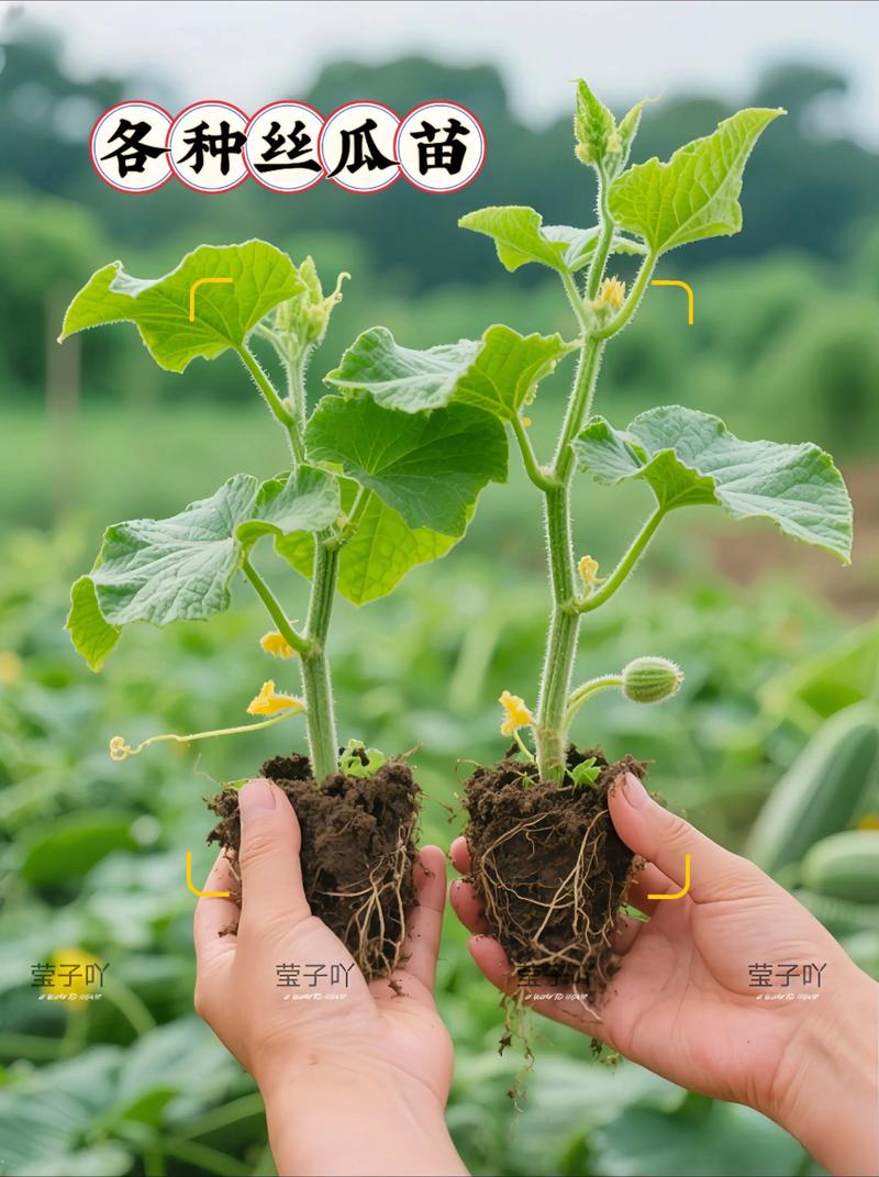 丝瓜什么时候种植最好?家庭菜园种植全指南 丝瓜什么时候种植最好?家庭菜园种植全指南