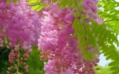 槐树开花颜色全解析：从国槐白花到紫花槐品种，行道树与庭院应用指南
