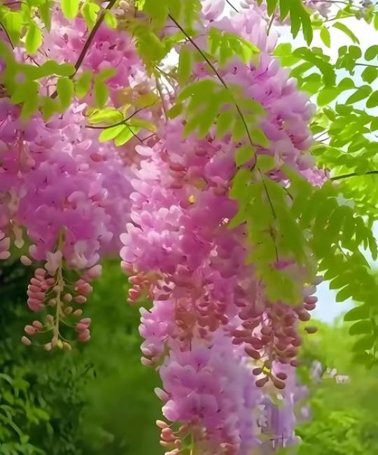 槐树开花颜色全解析：从国槐白花到紫花槐品种，行道树与庭院应用指南