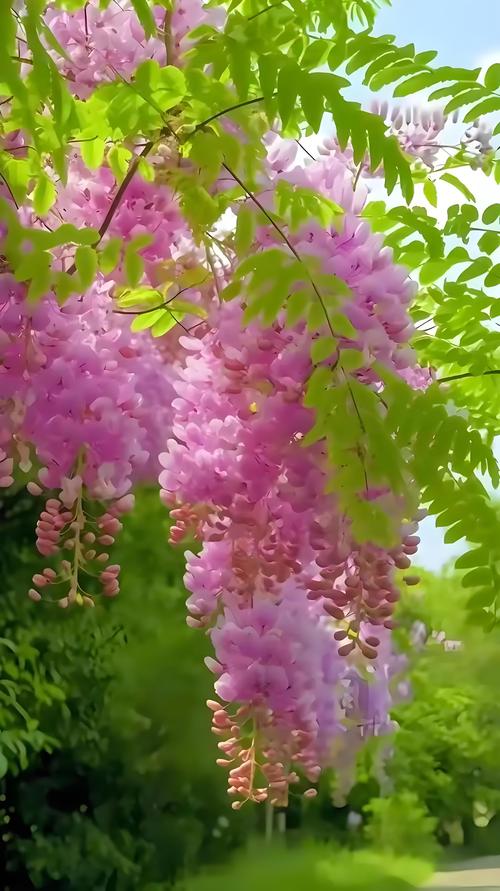 槐树开花颜色全解析:从国槐白花到紫花槐品种,行道树与庭院应用指南 树形与遮荫能力评估