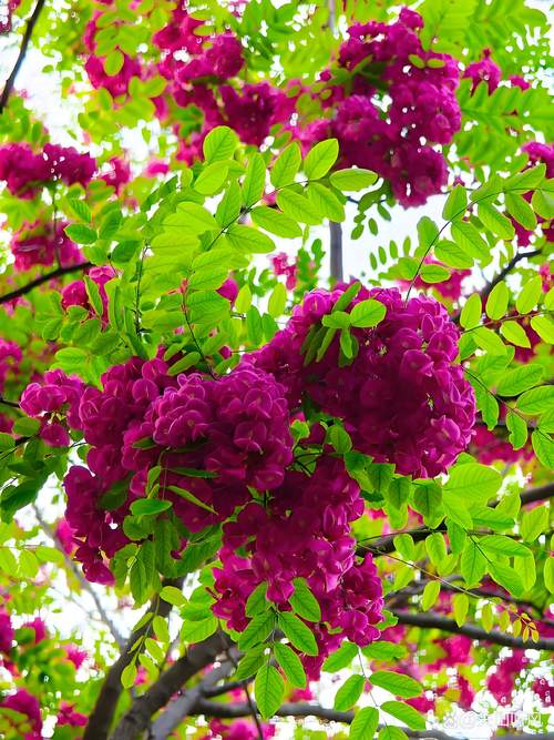 槐树开花颜色全解析:从国槐白花到紫花槐品种,行道树与庭院应用指南 槐树花颜色辨识:国槐、紫花槐与龙爪槐