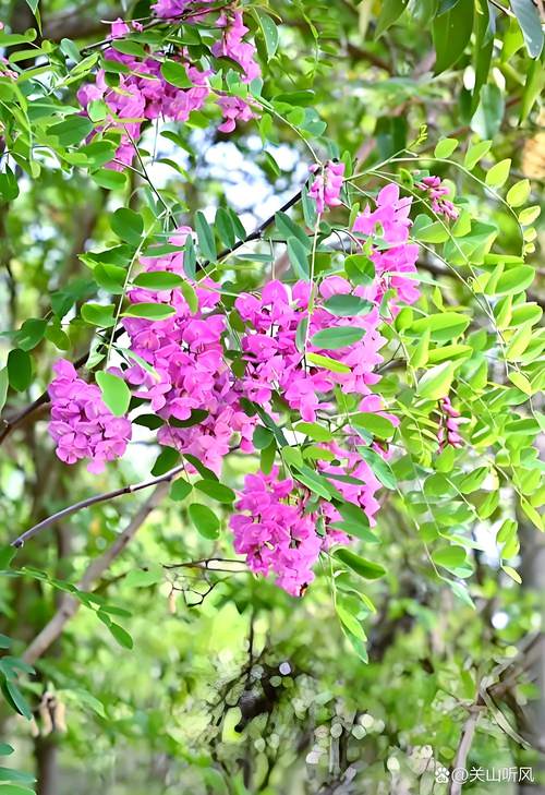 槐树开花颜色全解析:从国槐白花到紫花槐品种,行道树与庭院应用指南 全冠移栽技术详解