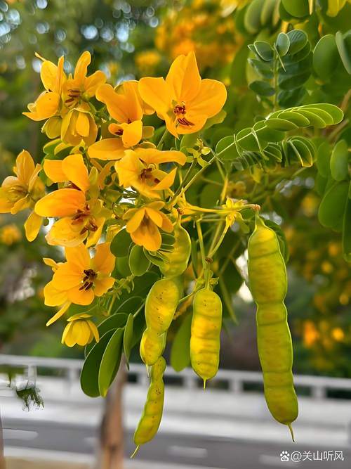 槐树开花颜色全解析:从国槐白花到紫花槐品种,行道树与庭院应用指南 支撑固定系统方案