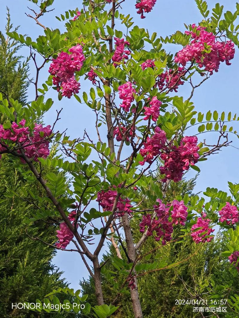 槐树开花颜色全解析:从国槐白花到紫花槐品种,行道树与庭院应用指南 常见误区与纠正