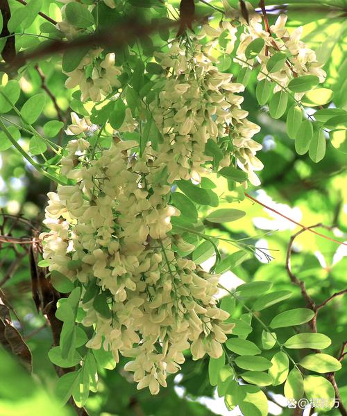槐树开花颜色全解析:从国槐白花到紫花槐品种,行道树与庭院应用指南 修剪与长期管理