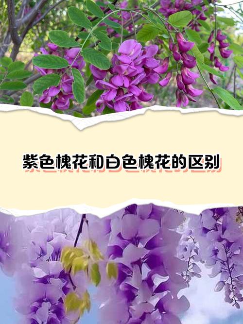 槐树开花颜色全解析:从国槐白花到紫花槐品种,行道树与庭院应用指南 总结