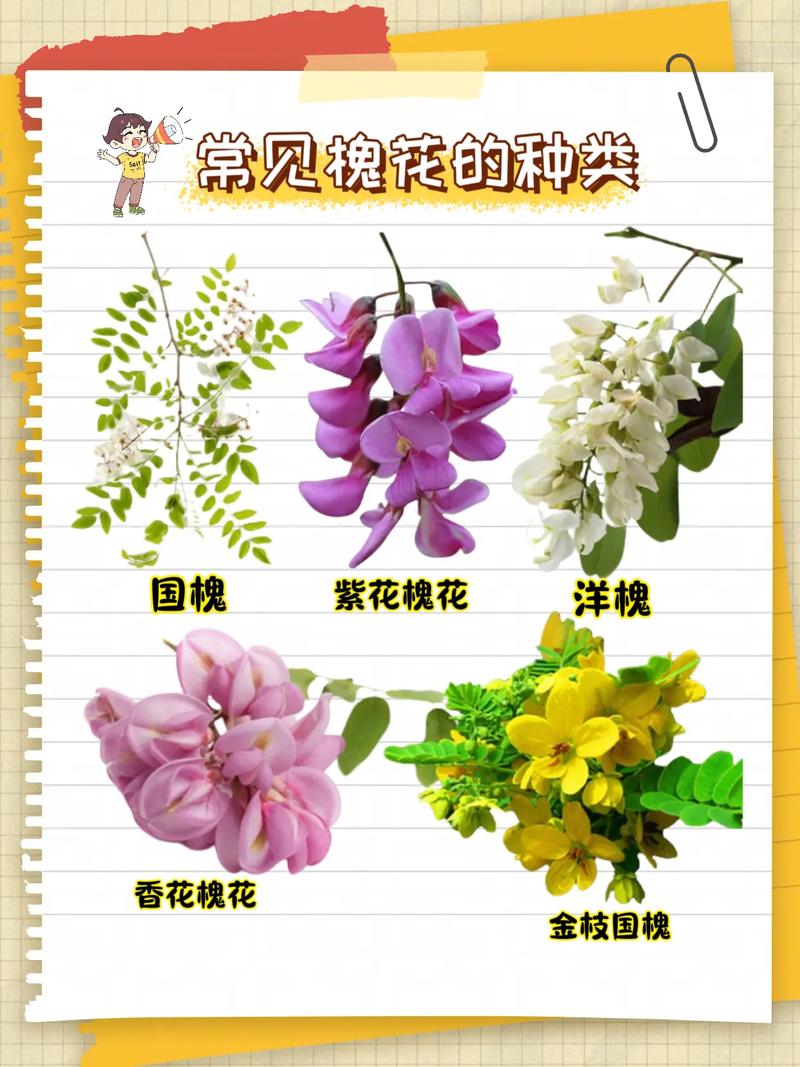 槐树开花颜色全解析:从国槐白花到紫花槐品种,行道树与庭院应用指南 FAQ