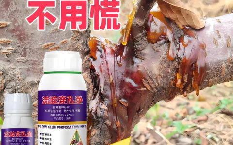 杏树淌胶别只涂药，先分清轻重再动手，三步处理法见效最快