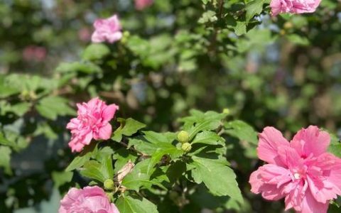 有木槿花叶子发黄？从水肥到病虫害的系统排查与处理指南