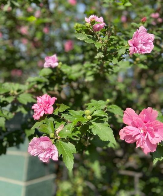 有木槿花叶子发黄？从水肥到病虫害的系统排查与处理指南
