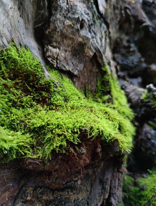苔藓植物有真正的根吗?揭开“假根”的真相与生存智慧 假根与真根:演化的里程碑