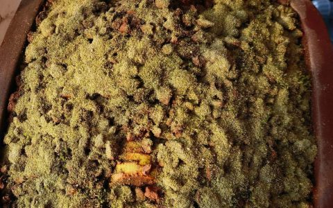 苔藓植物有真正的根吗？揭开“假根”的真相与生存智慧