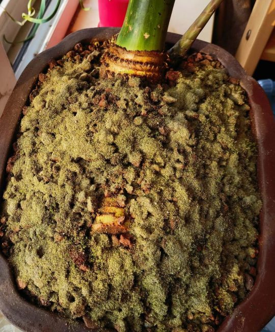 苔藓植物有真正的根吗？揭开“假根”的真相与生存智慧