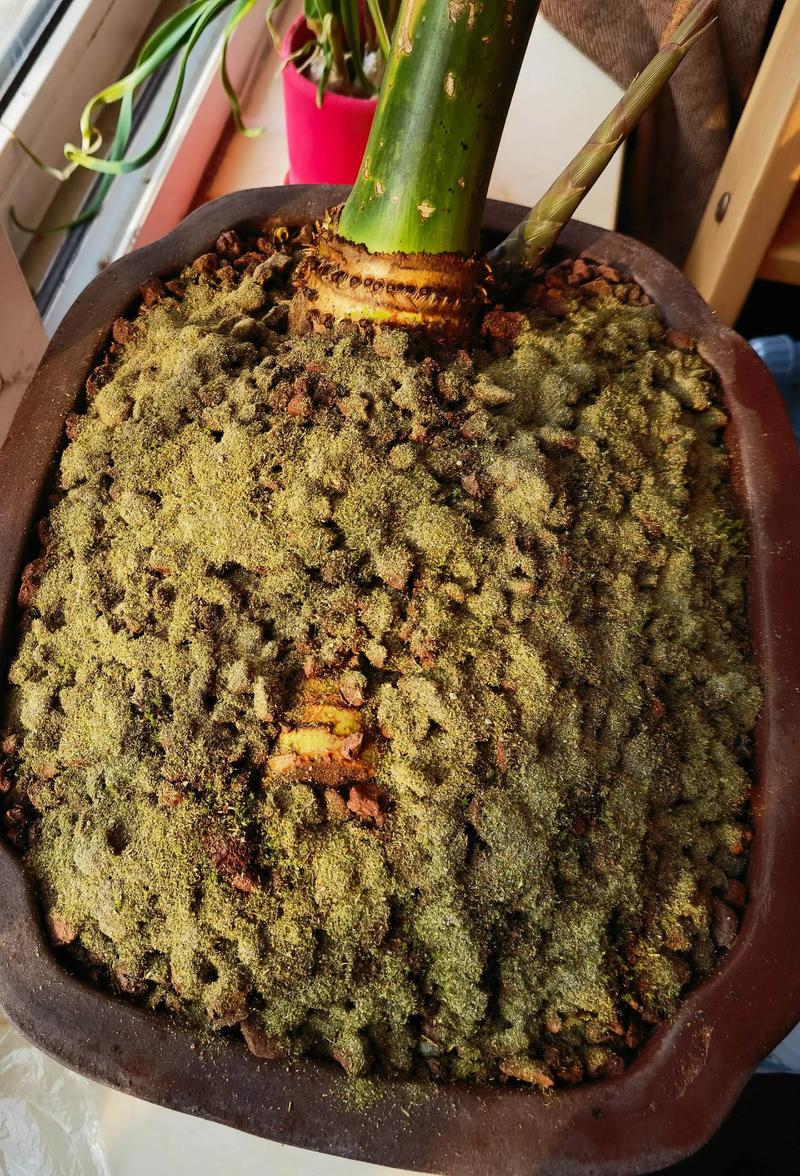 苔藓植物有真正的根吗?揭开“假根”的真相与生存智慧 什么是假根?