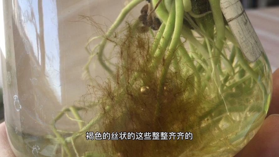 苔藓植物有真正的根吗?揭开“假根”的真相与生存智慧 园艺与栽培的启示