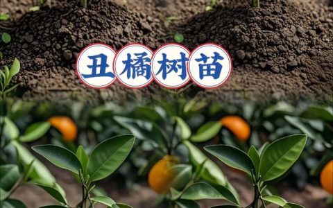 柑橘苗移栽最佳时间指南：抓住这两个黄金窗口，成活率可达95%以上