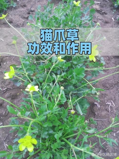 猫爪草能治甲状腺结吗?从花园到药箱的理性解读 甲状腺结节:需谨慎面对的“高发问题”