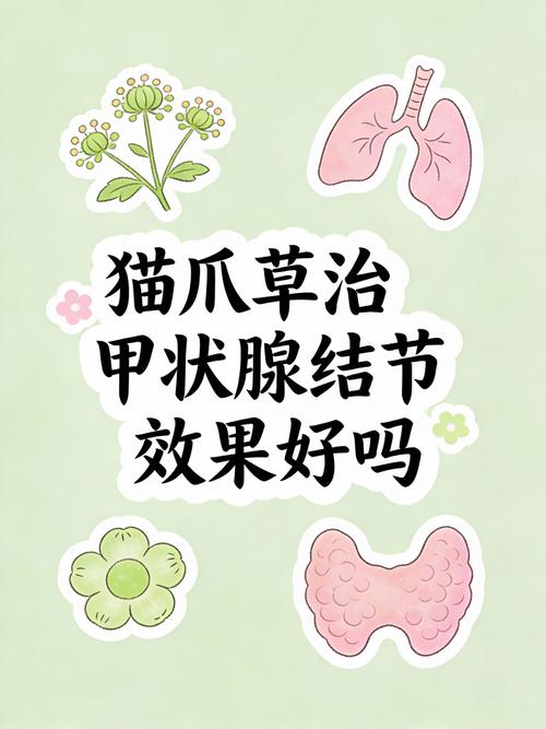 猫爪草能治甲状腺结吗?从花园到药箱的理性解读 本草记载中的“散结”功效