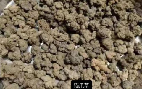猫爪草能治甲状腺结吗？从花园到药箱的理性解读