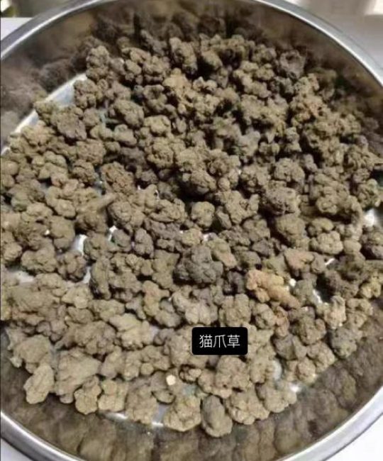 猫爪草能治甲状腺结吗？从花园到药箱的理性解读