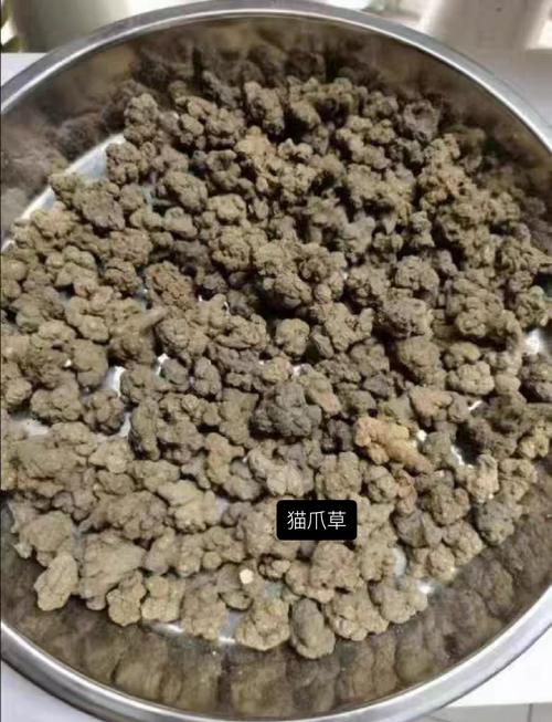 猫爪草能治甲状腺结吗?从花园到药箱的理性解读 一种好看又实用的“小草”
