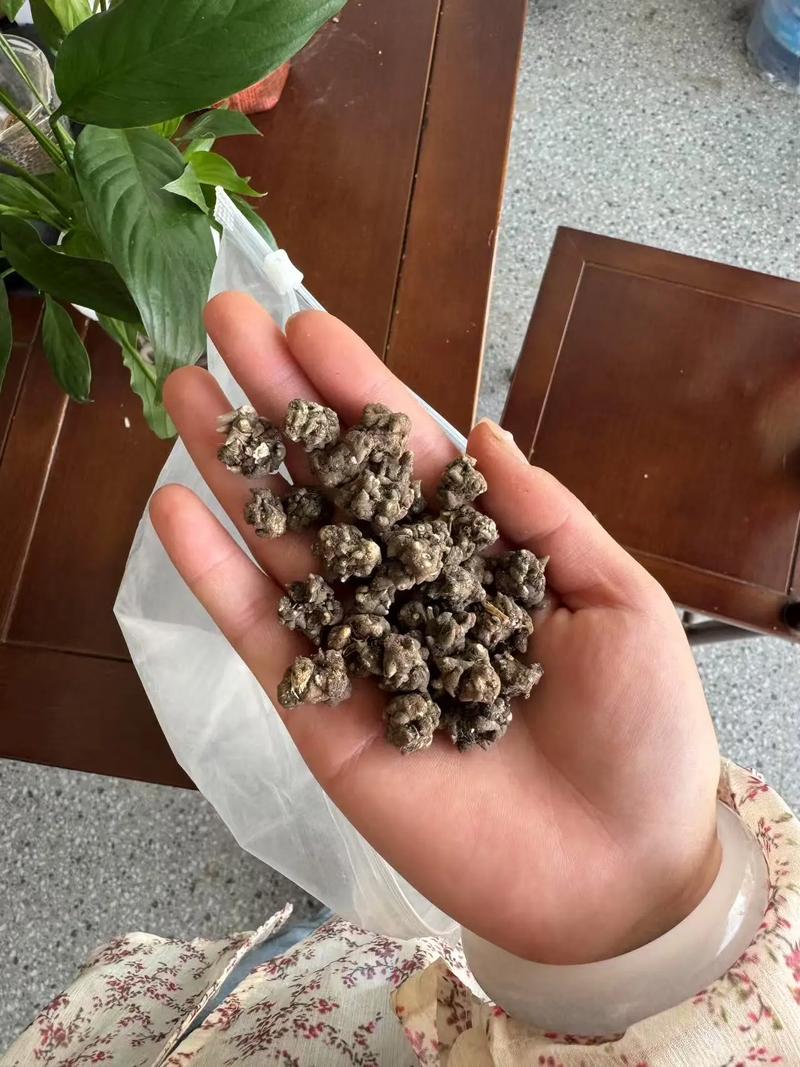 猫爪草能治甲状腺结吗?从花园到药箱的理性解读 理性建议:别迷信“灵药”,要科学“散结”