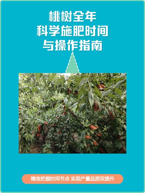 桃树12月可以施肥吗?冬季施基肥的正确时机与方法 修剪:冬季修剪重疏枝,分清花芽和叶芽