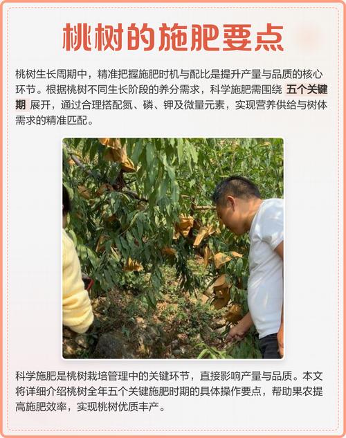 桃树12月可以施肥吗?冬季施基肥的正确时机与方法 越冬越夏:12月防寒是重点,幼树和低洼地需特别保护