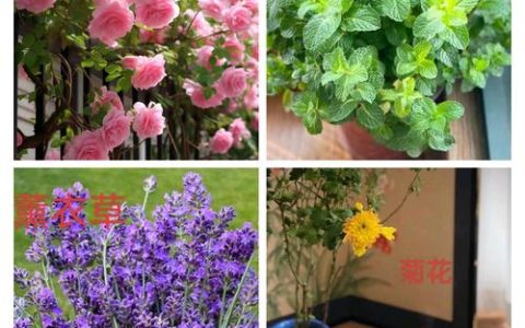 好养的花卉有哪些：新手必选的月季品种推荐