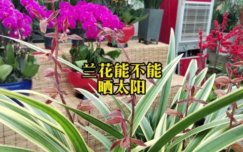 兰草能不能晒太阳？掌握光照秘诀，让兰花生机盎然