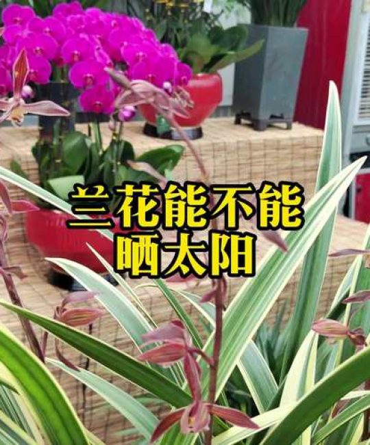 兰草能不能晒太阳？掌握光照秘诀，让兰花生机盎然