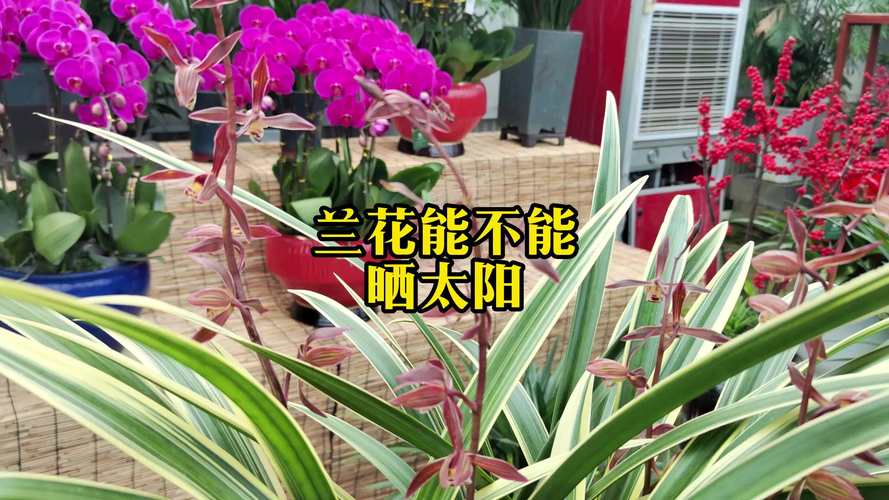 兰草能不能晒太阳?掌握光照秘诀,让兰花生机盎然 兰草能不能晒太阳?掌握光照秘诀,让兰花生机盎然