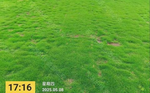 马尼拉草皮价格多少钱一平米？2025年最新报价与影响因素全解析