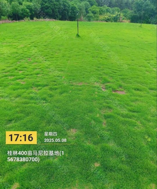 马尼拉草皮价格多少钱一平米？2025年最新报价与影响因素全解析