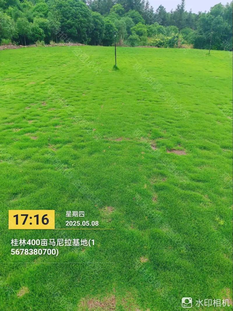 马尼拉草皮价格多少钱一平米?2025年最新报价与影响因素全解析 价格快速参考