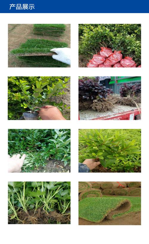 马尼拉草皮价格多少钱一平米?2025年最新报价与影响因素全解析 产地因素:主产区供应稳定,价格优势明显